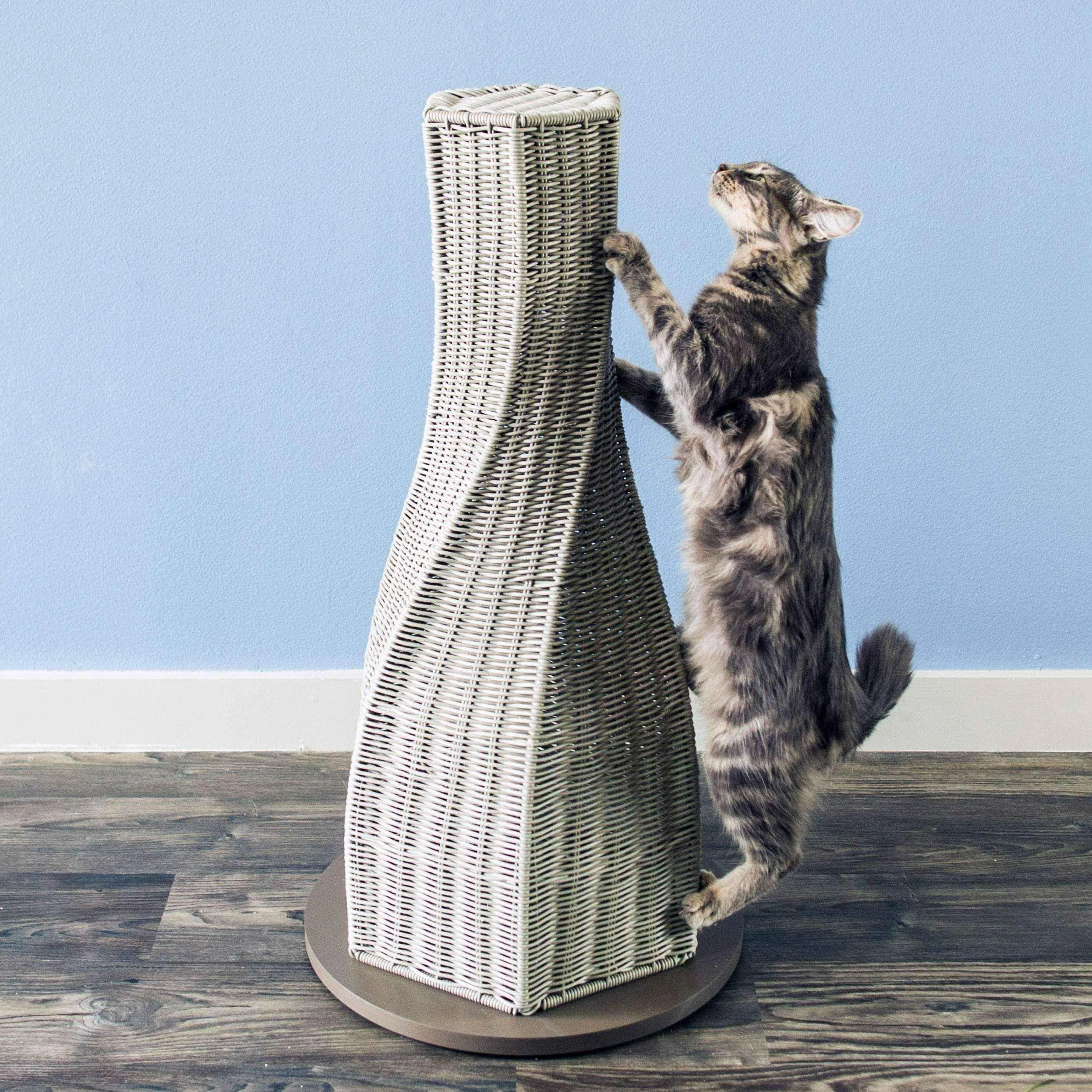 Cat scratch |  Everlasting