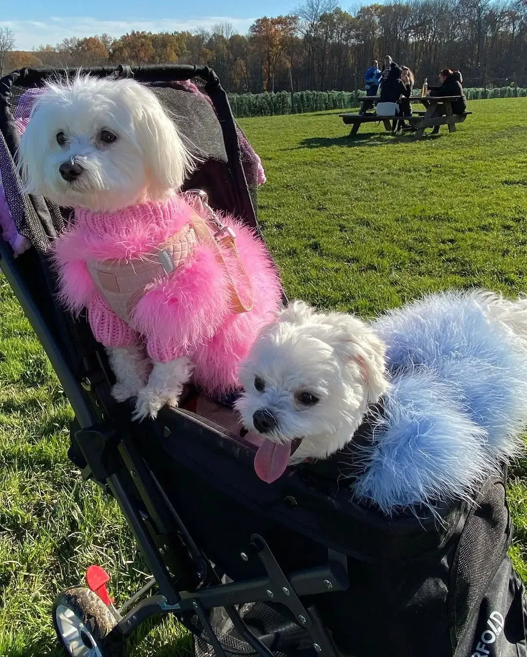 Elegance Meets Warmth: Luxury Dog Sweater - Designer Pet Clothes for Winter Chic, Perfect for Small Dogs, Cats, and Fashionable Fur Coats for Schnauzers, Yorkies, Poodles