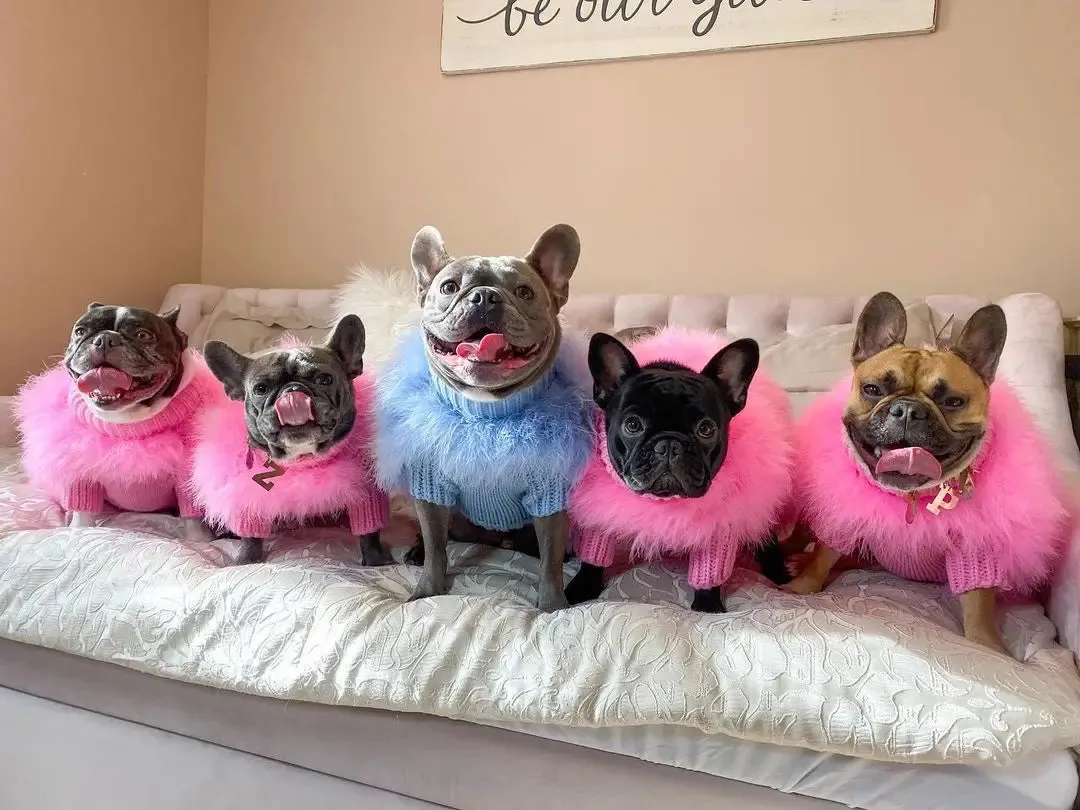 Elegance Meets Warmth: Luxury Dog Sweater - Designer Pet Clothes for Winter Chic, Perfect for Small Dogs, Cats, and Fashionable Fur Coats for Schnauzers, Yorkies, Poodles