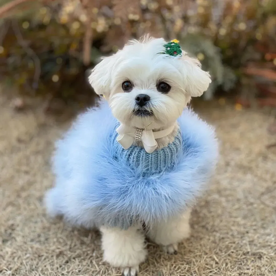 Elegance Meets Warmth: Luxury Dog Sweater - Designer Pet Clothes for Winter Chic, Perfect for Small Dogs, Cats, and Fashionable Fur Coats for Schnauzers, Yorkies, Poodles