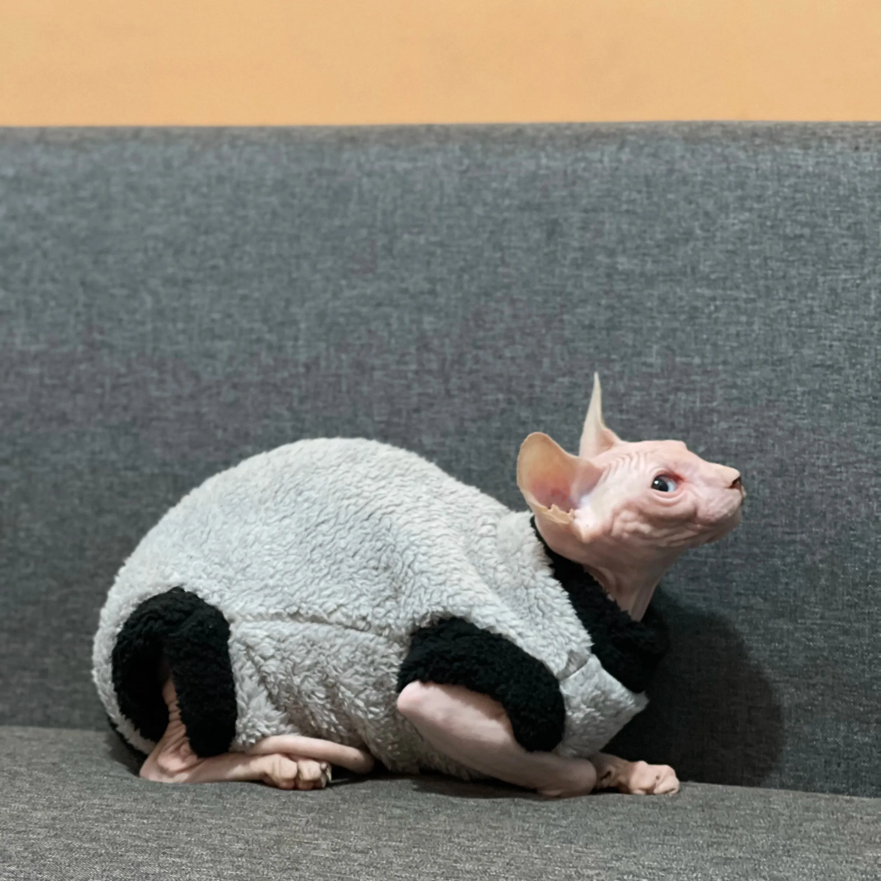 Lamb Wool Coat for Cats | Soft Grey Winter T-Shirt for Sphynx, Devon Rex & Female Kittens | Short & Long Sleeve Loungewear