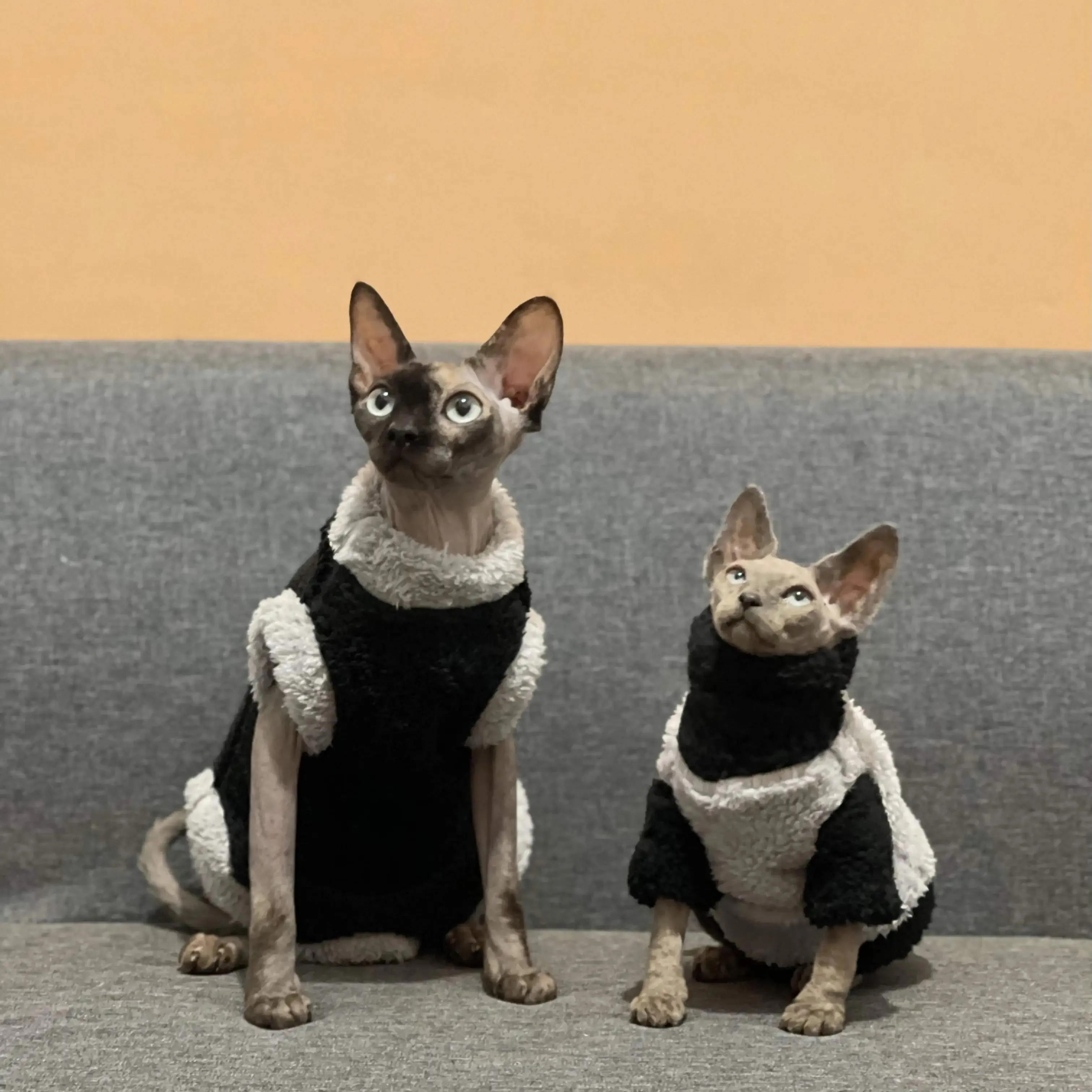 Lamb Wool Coat for Cats | Soft Grey Winter T-Shirt for Sphynx, Devon Rex & Female Kittens | Short & Long Sleeve Loungewear