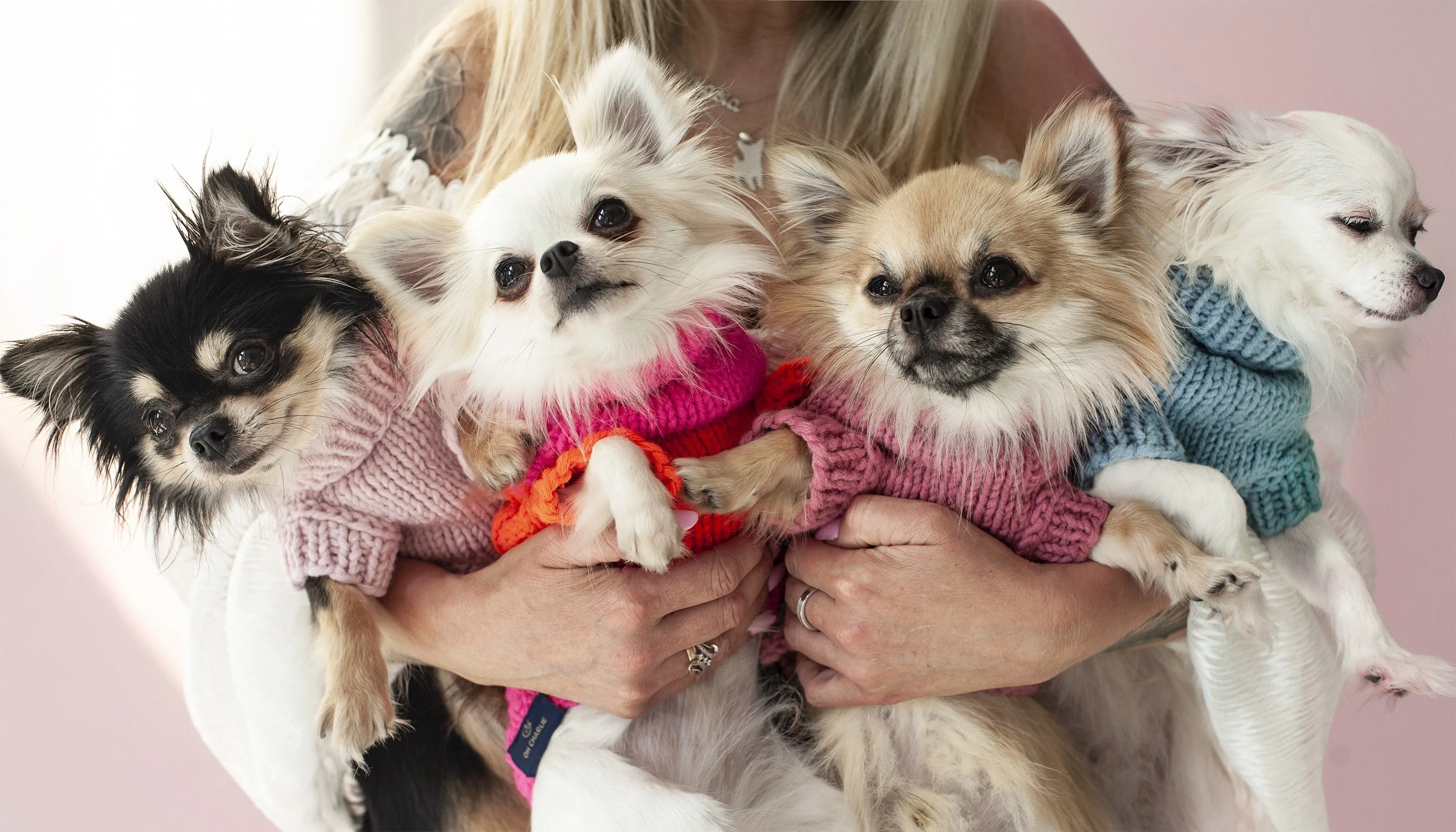 Oh Charlie Dog Sweater NeonRush