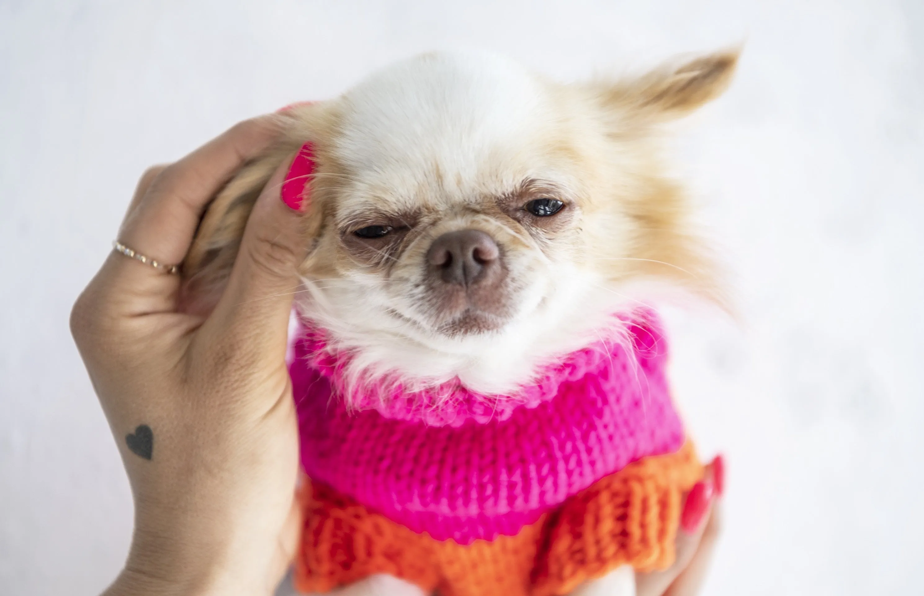 Oh Charlie Dog Sweater NeonRush