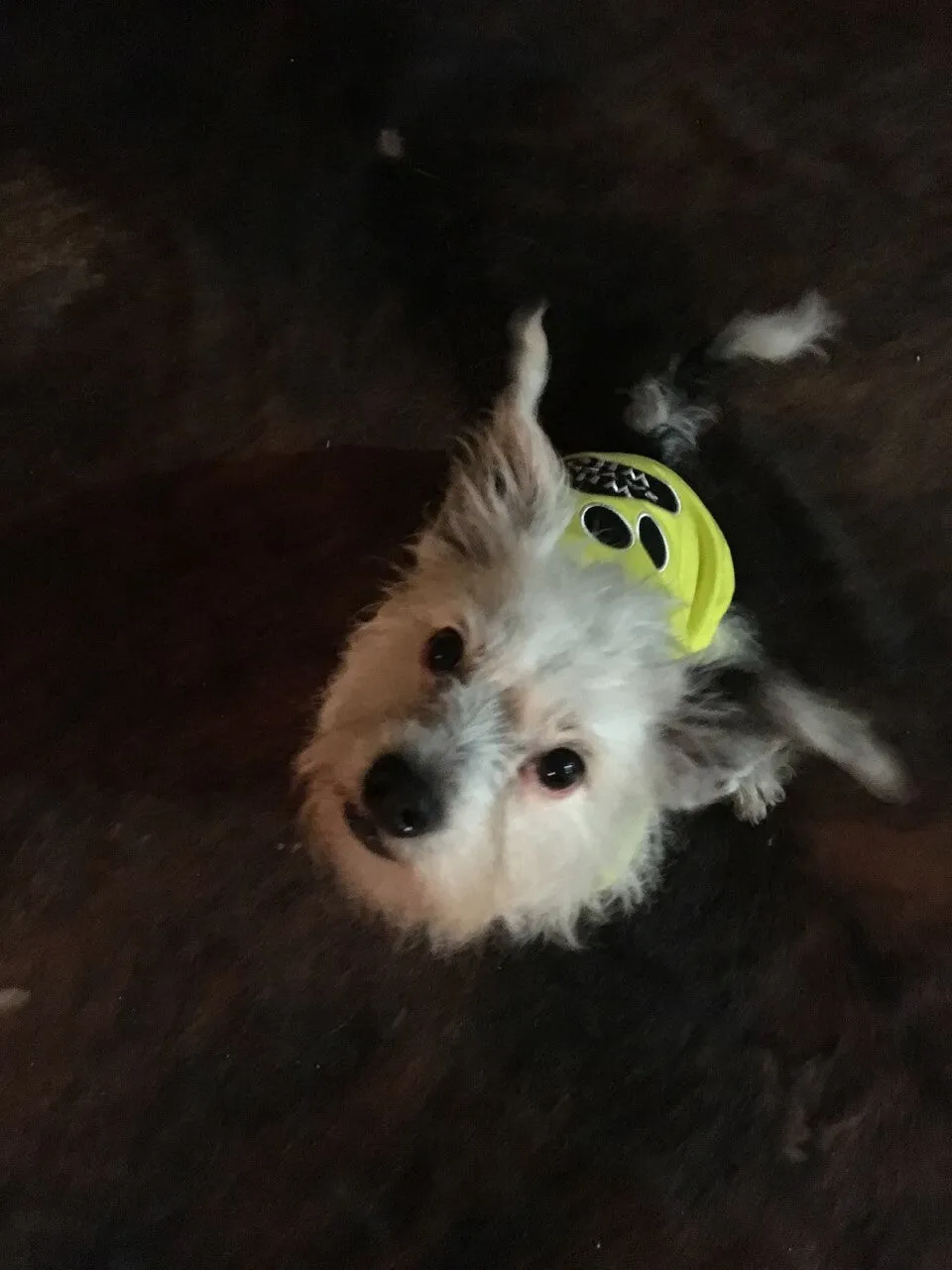 Parisian Pet I Work Out Embroidered Tshirt