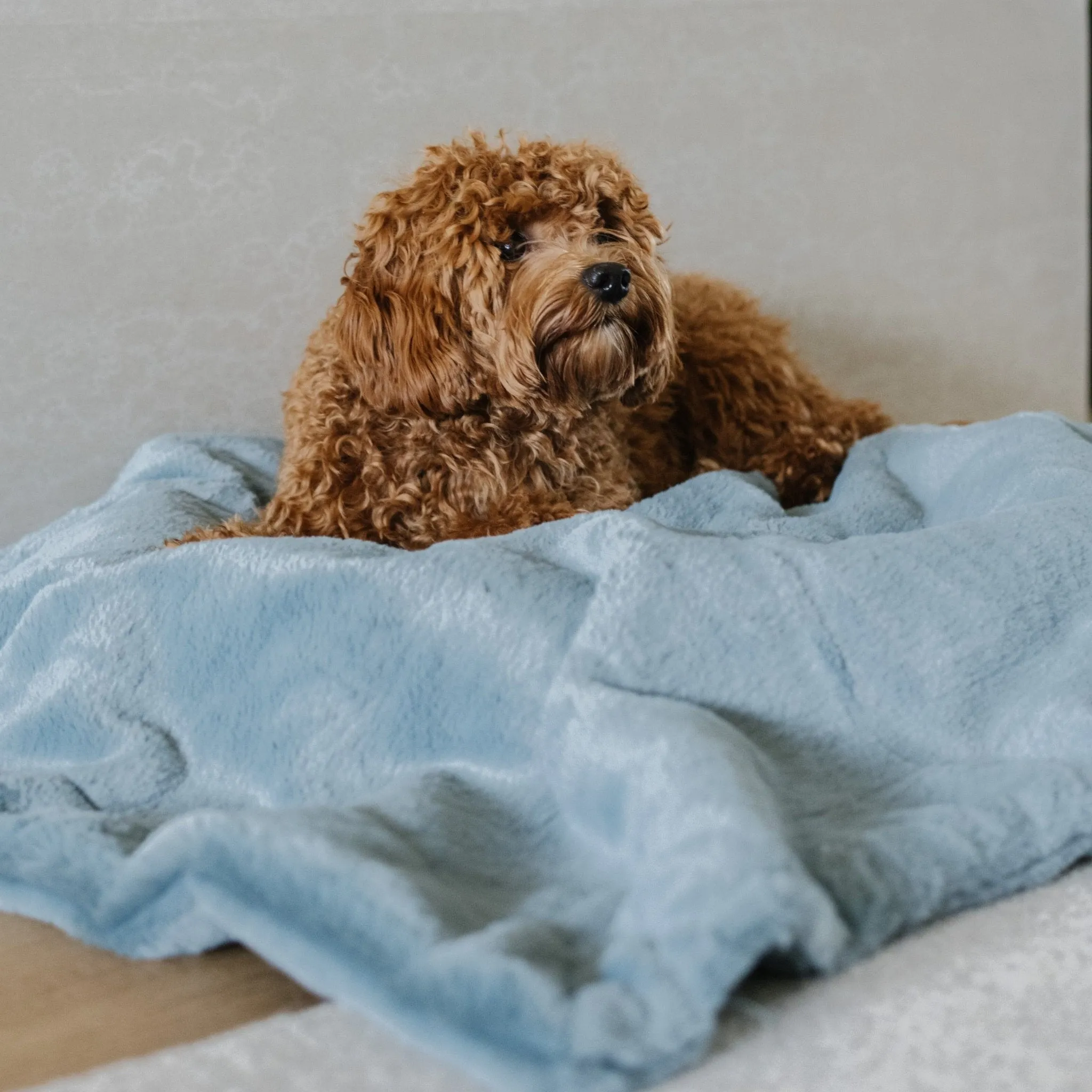 PET BLANKET