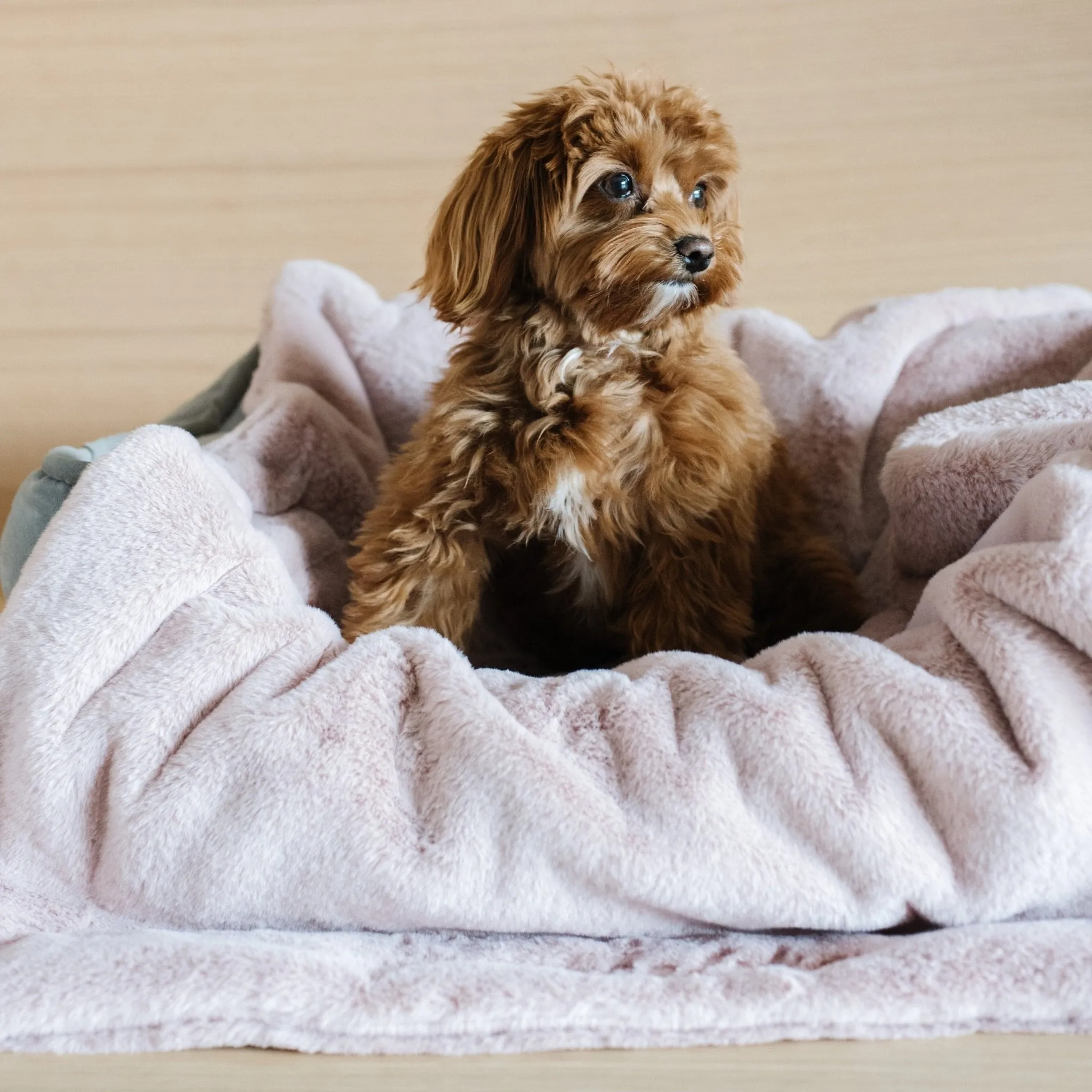 PET BLANKET