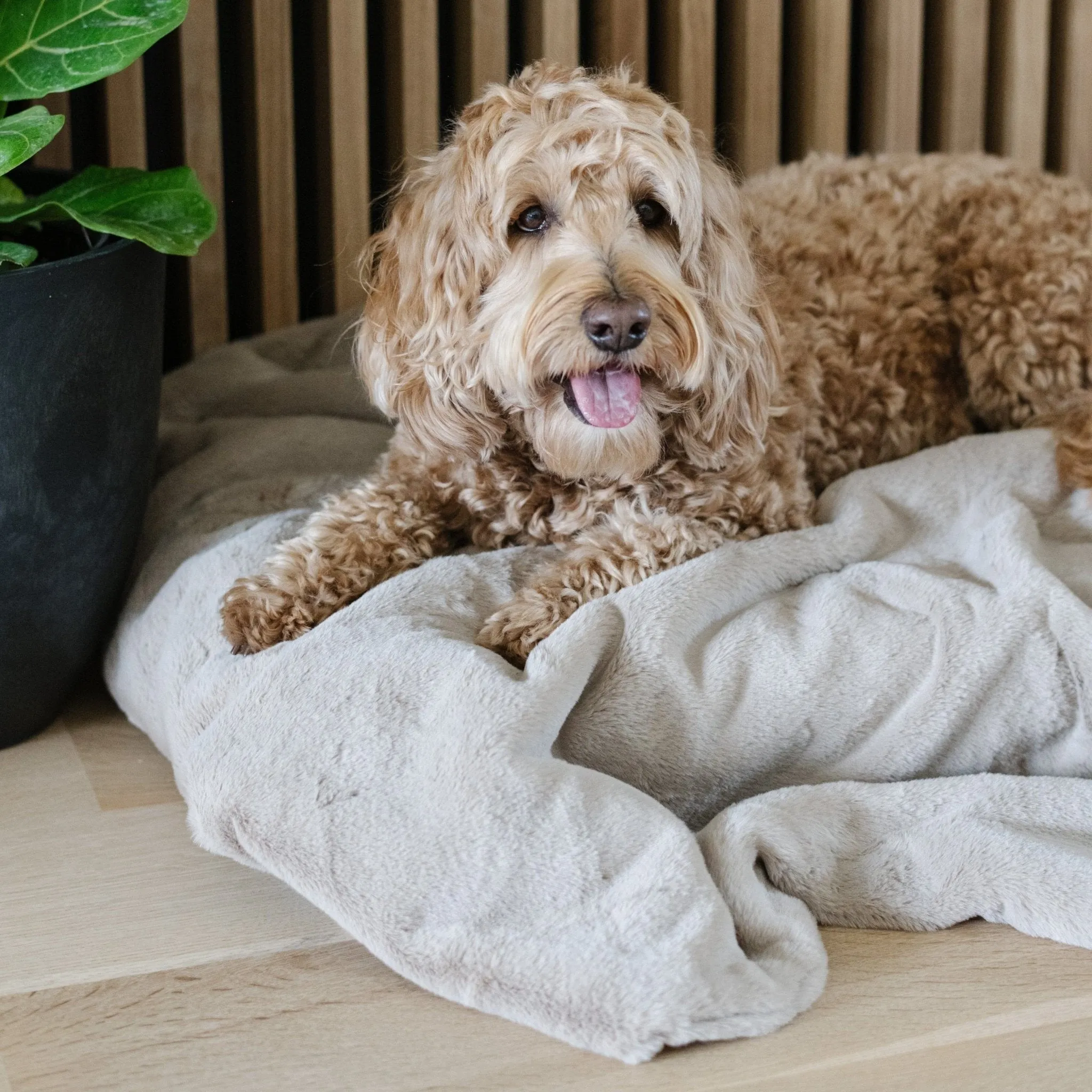 PET BLANKET