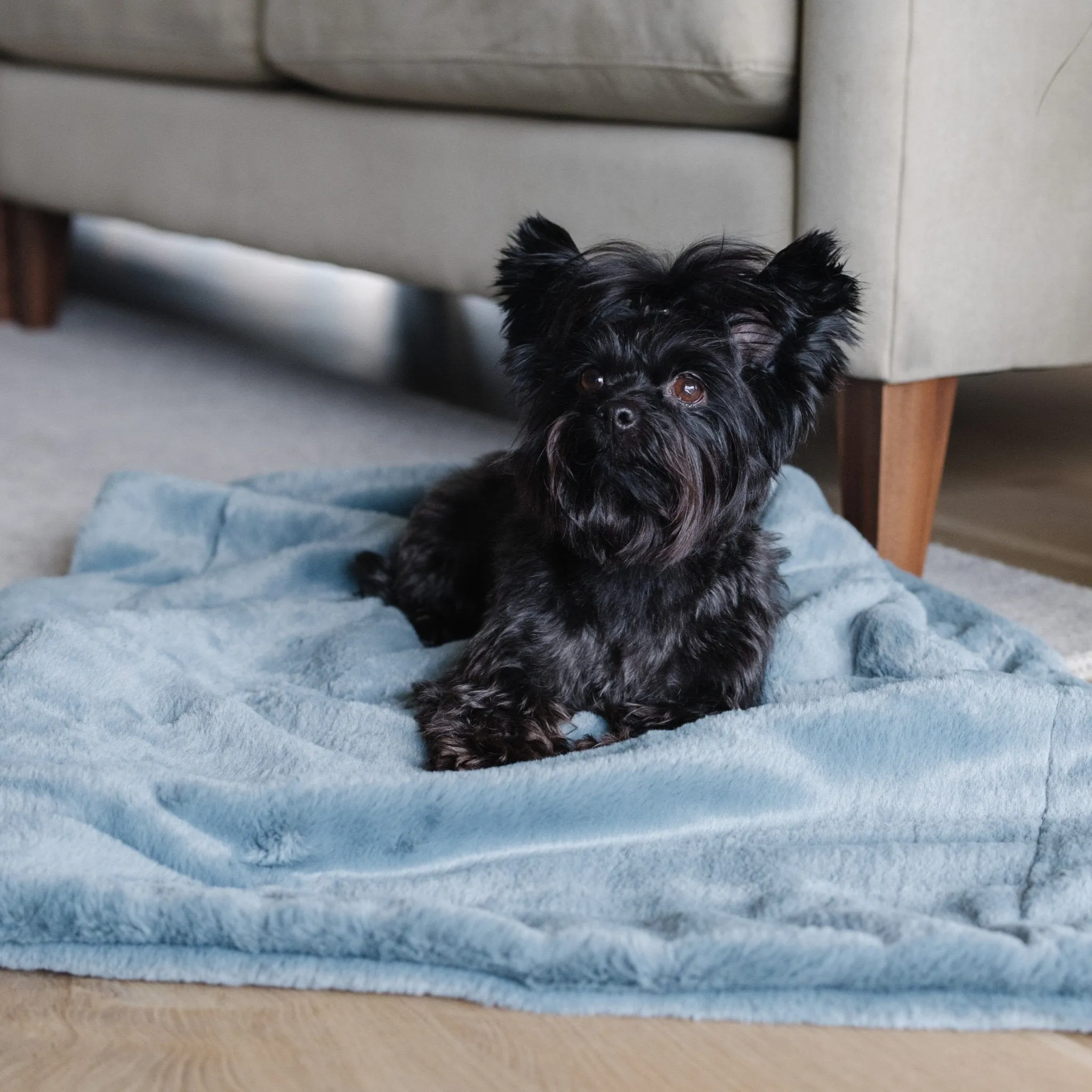 PET BLANKET