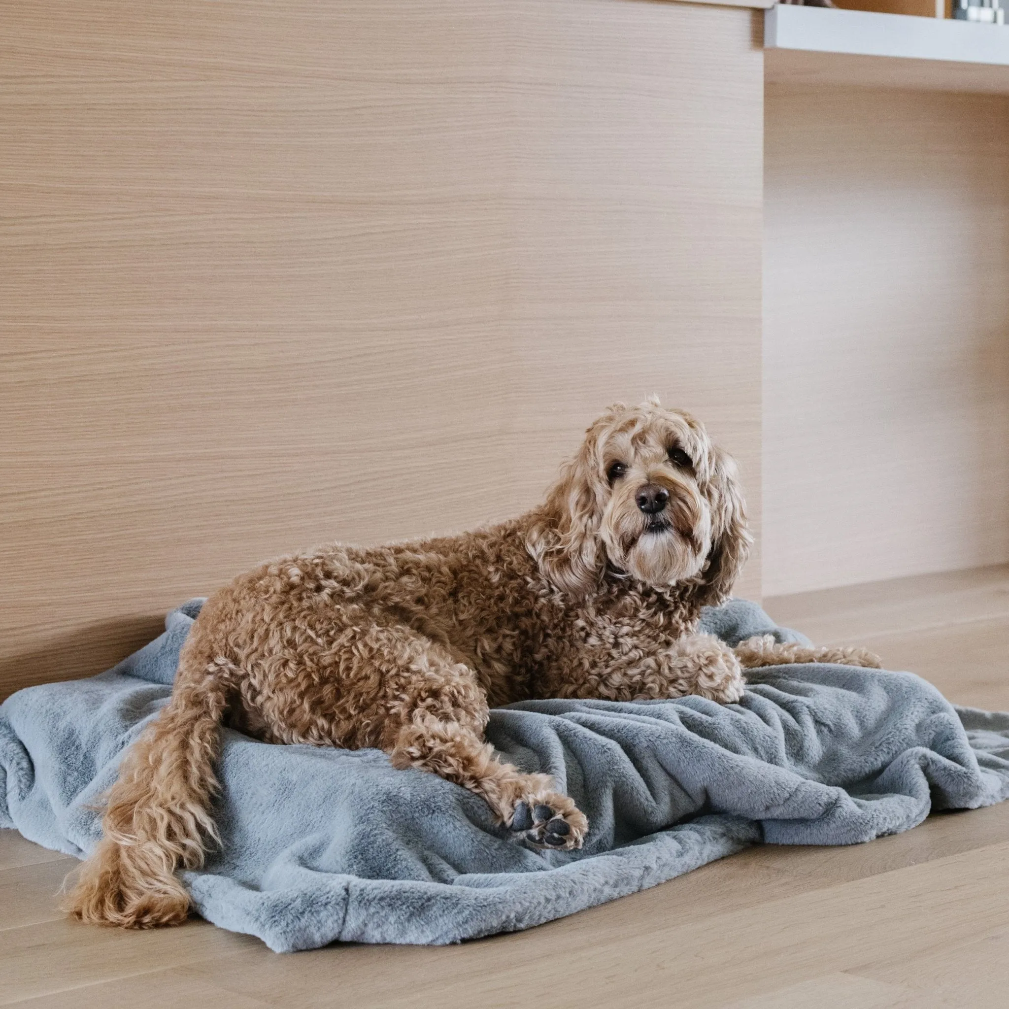PET BLANKET