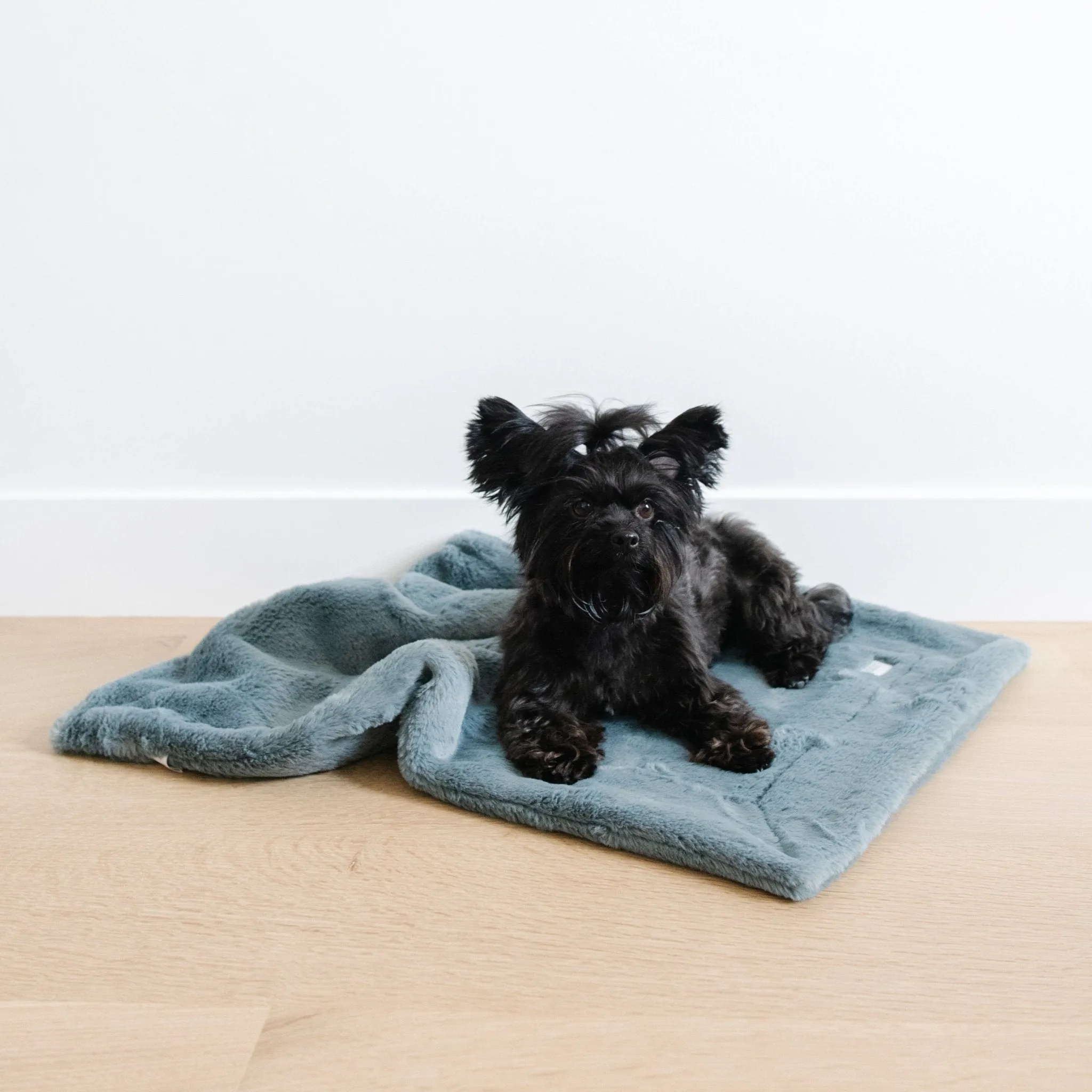 PET BLANKET