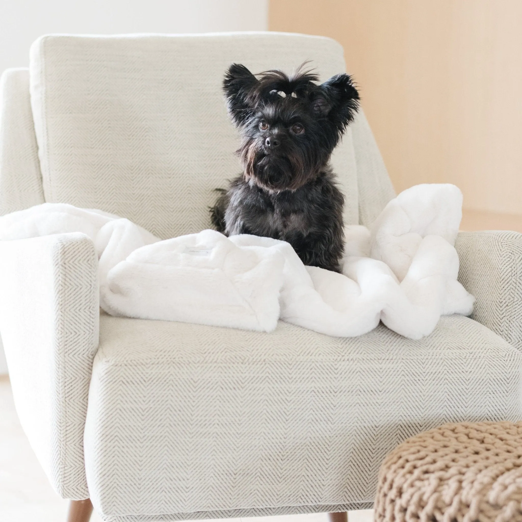 PET BLANKET