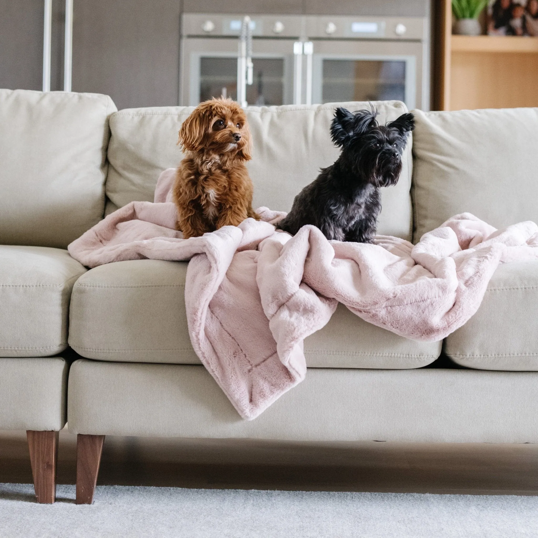 PET BLANKET