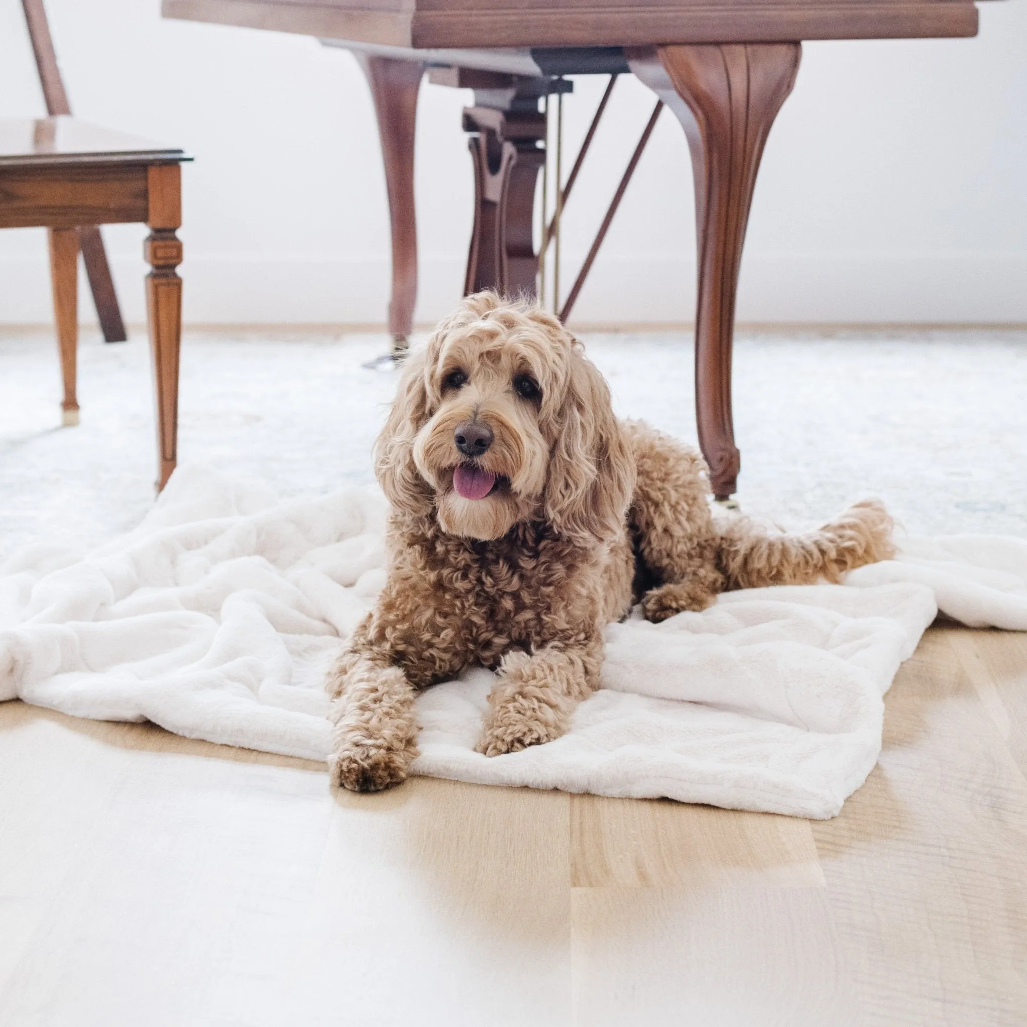 PET BLANKET