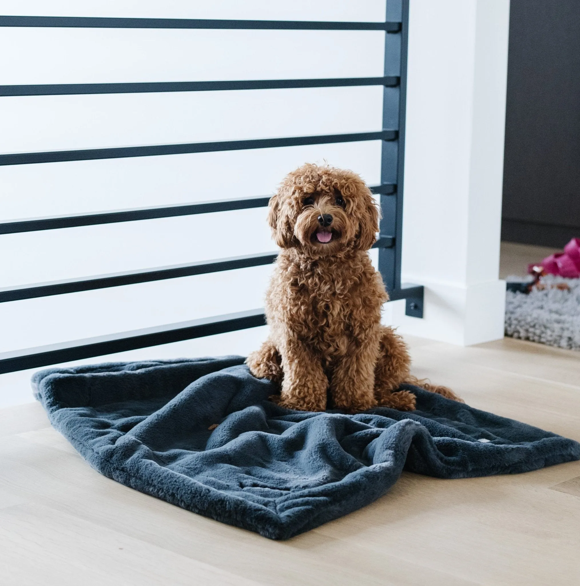 PET BLANKET
