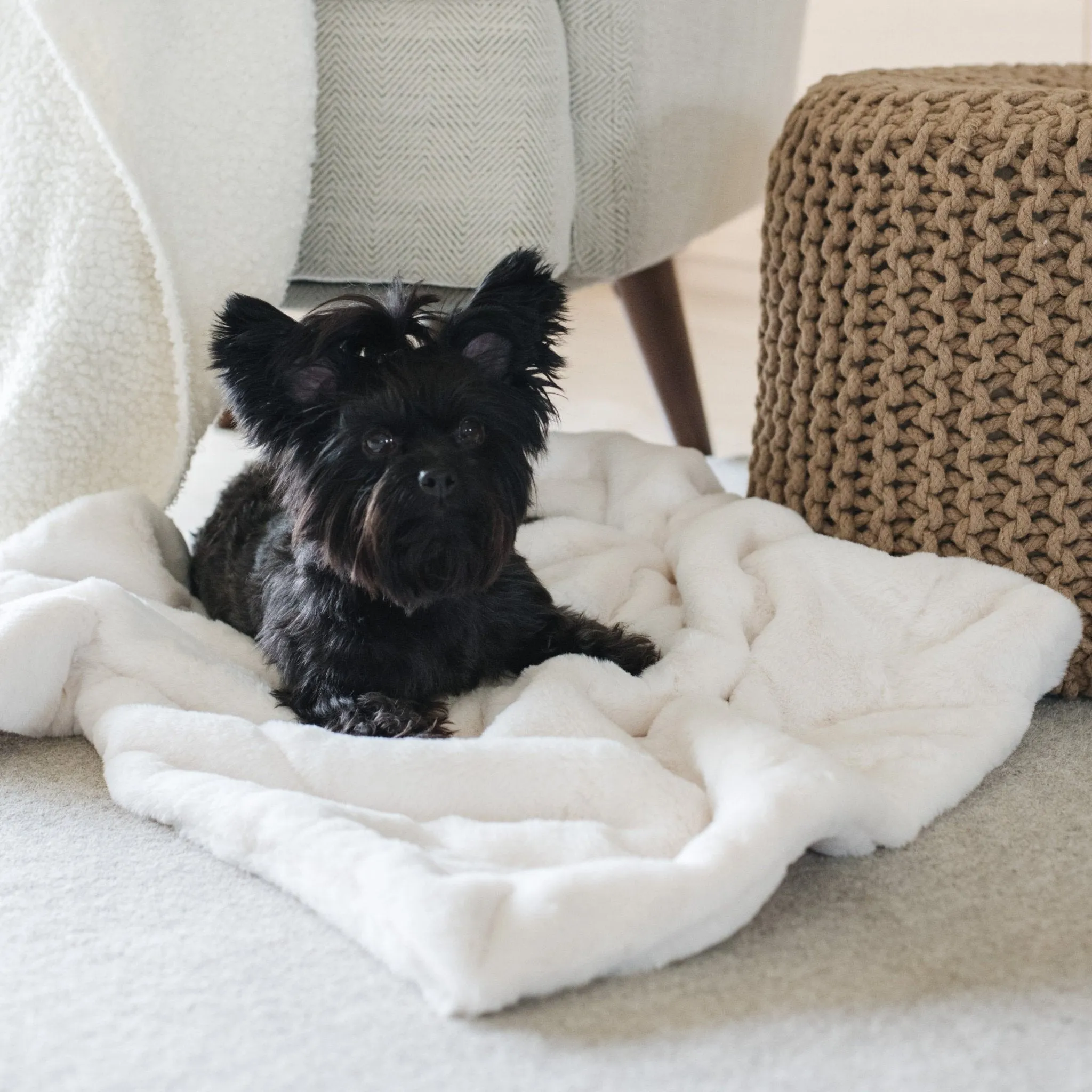 PET BLANKET