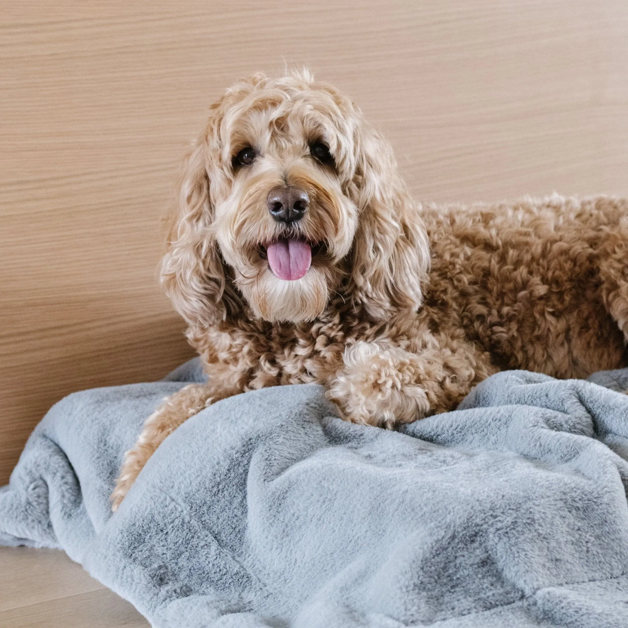 PET BLANKET