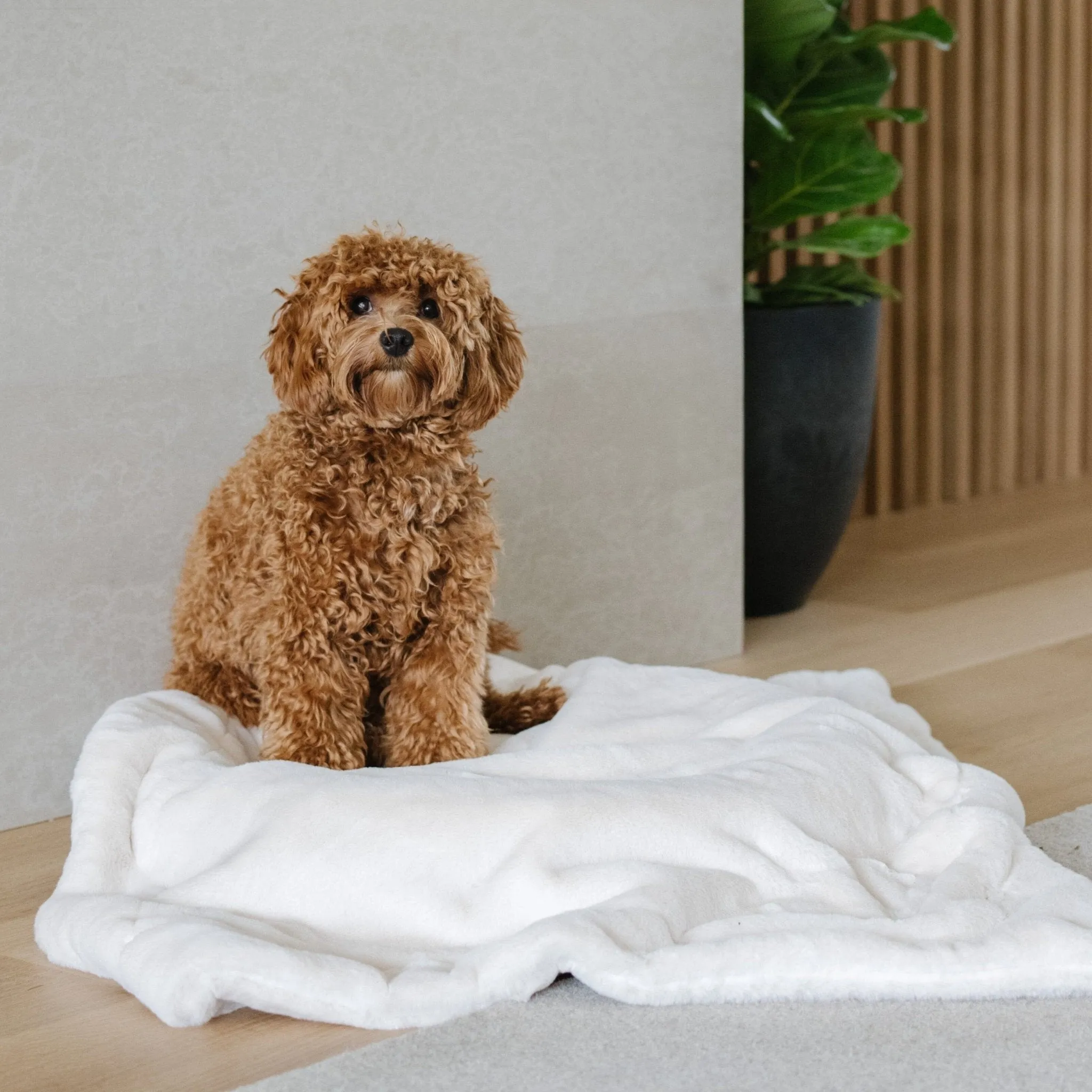 PET BLANKET