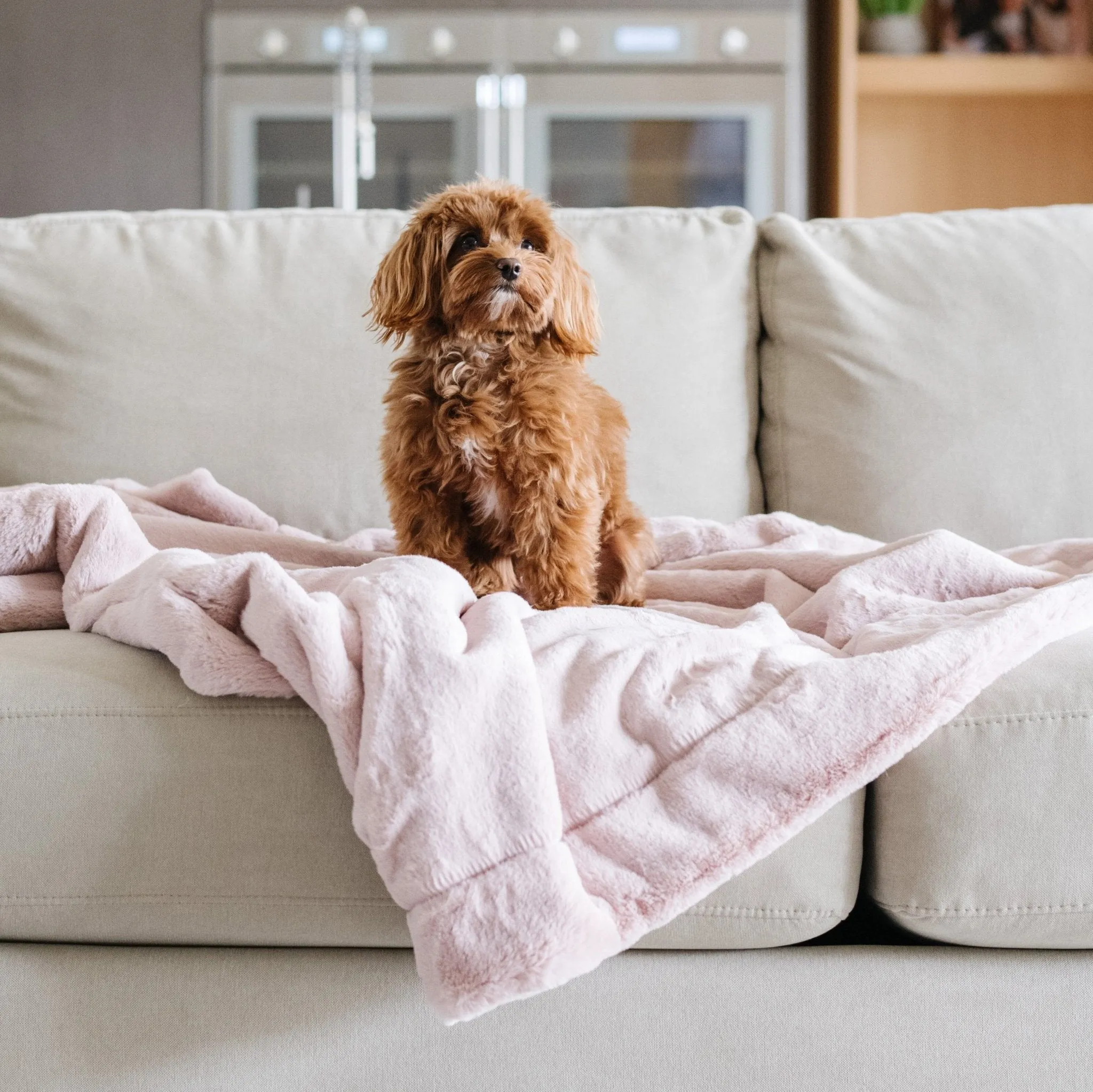PET BLANKET