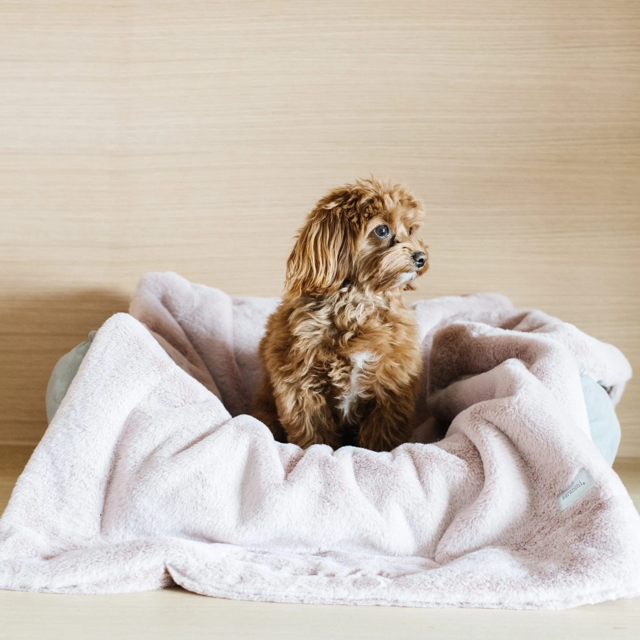 PET BLANKET