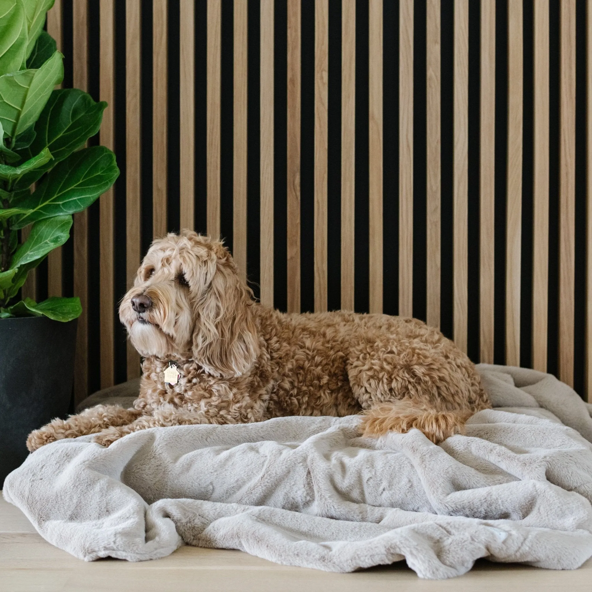 PET BLANKET