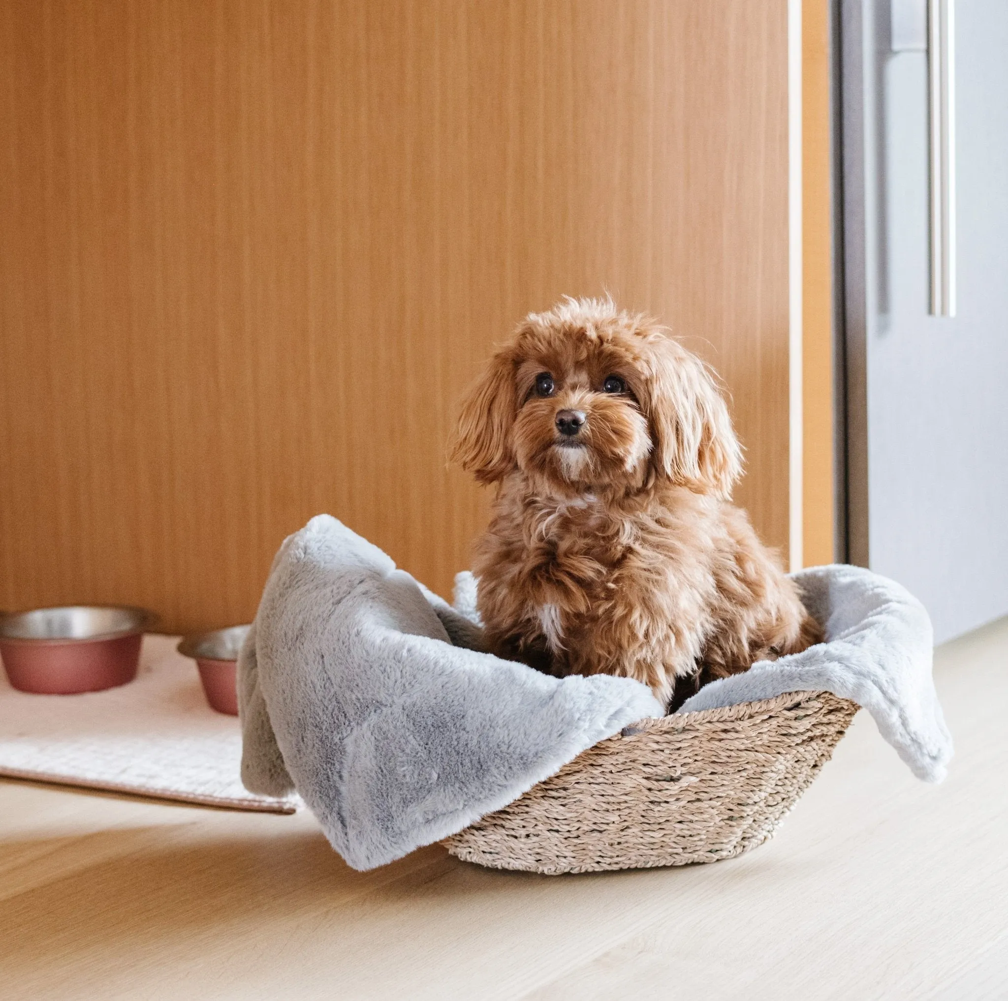 PET BLANKET