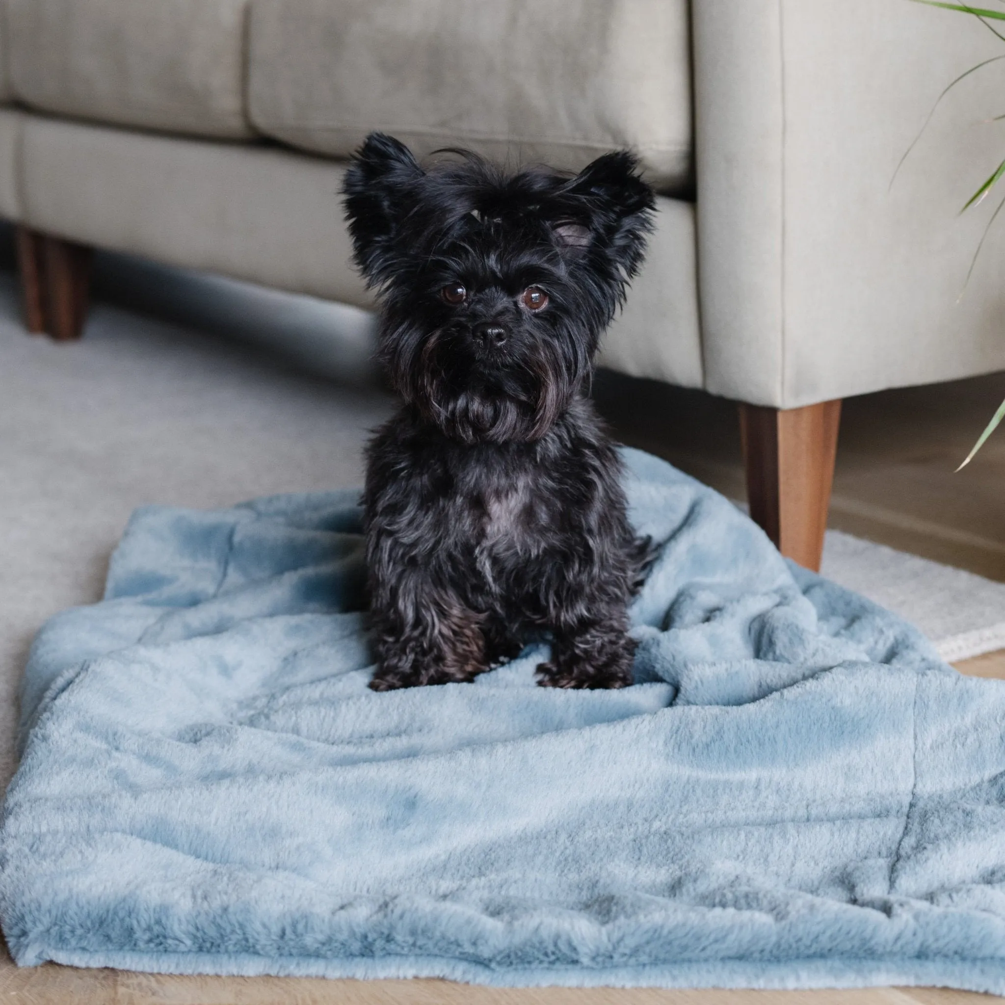 PET BLANKET